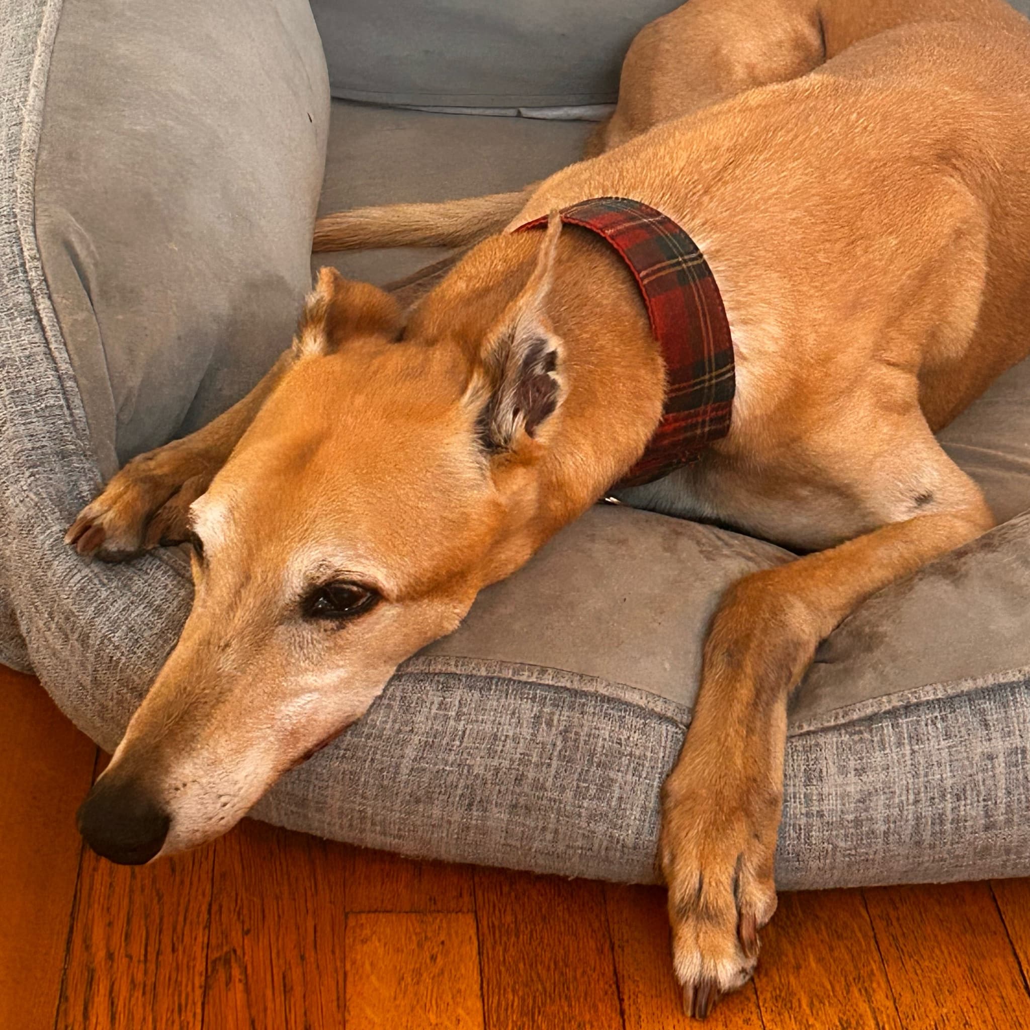 Back home. We never saw the vet last night. Called it after 7 hours. Adventure Pup awaits an appointment with the regular DVM.