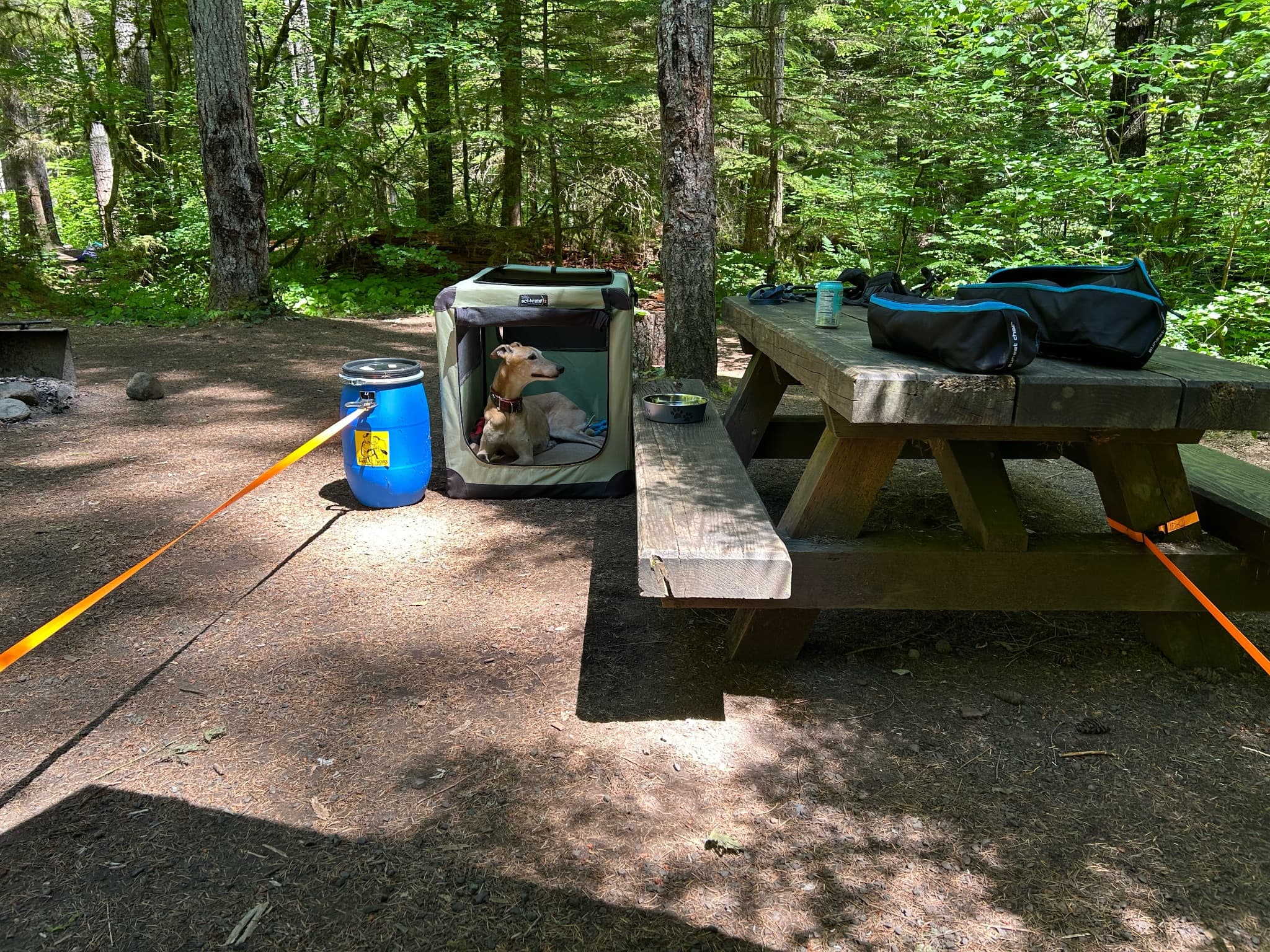 Adventure pup adventures cooly.