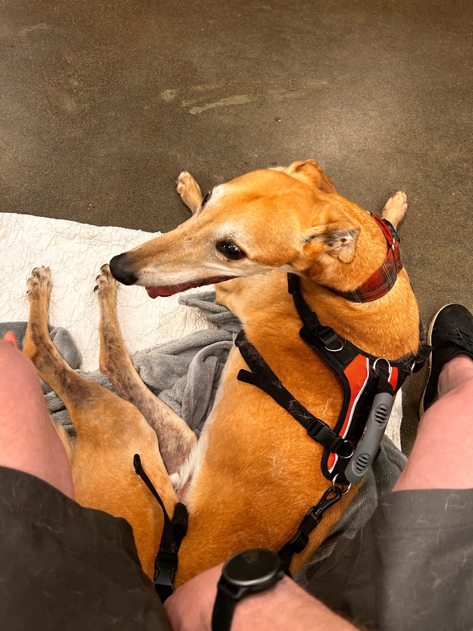 Adventure Pup at Dove Lewis. Send good vibes.